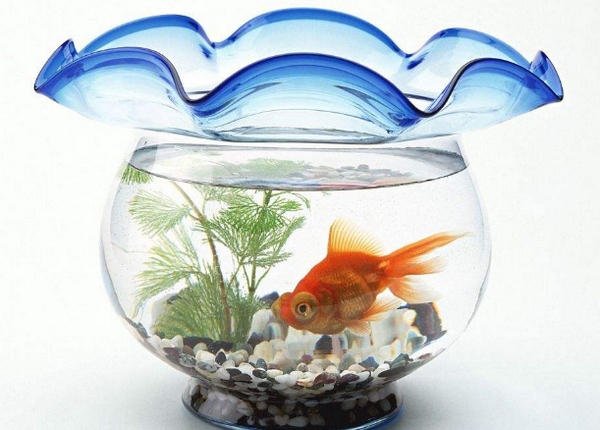 玻璃魚(yú)缸清洗